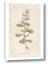 Picture of Flower Sketch IV