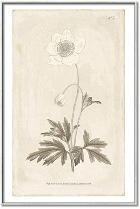 Picture of Flower Sketch I