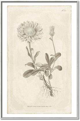 Picture of Flower Sketch III