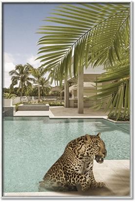 Picture of Gepard in water