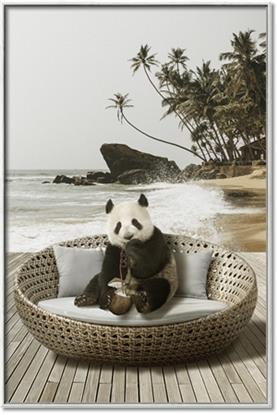 Picture of Panda Sitting on Sofa