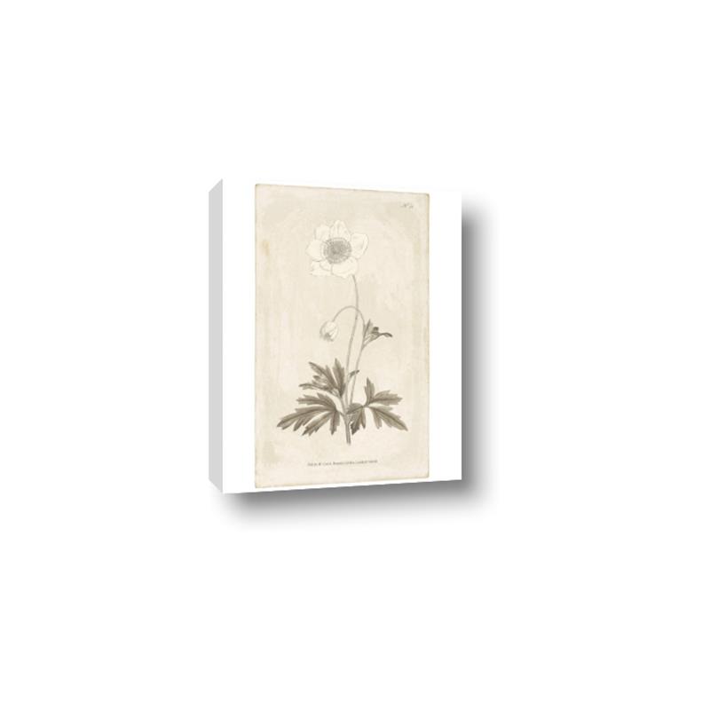 Picture of Flower Sketch I _GroupedProduct_Rectangle_Portrait_Canvas_
