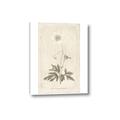 Picture of Flower Sketch I _GroupedProduct_Rectangle_Portrait_Canvas_
