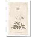 Picture of Flower Sketch I _GroupedProduct_Rectangle_Portrait_Canvas_