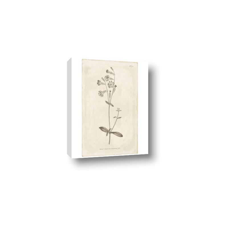 Picture of Flower Sketch II _GroupedProduct_Rectangle_Portrait_Canvas_