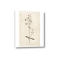 Picture of Flower Sketch II _GroupedProduct_Rectangle_Portrait_Canvas_