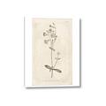 Picture of Flower Sketch II _GroupedProduct_Rectangle_Portrait_Canvas_