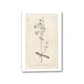 Picture of Flower Sketch II _GroupedProduct_Rectangle_Portrait_Canvas_