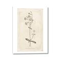 Picture of Flower Sketch II _GroupedProduct_Rectangle_Portrait_Canvas_