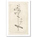 Picture of Flower Sketch II _GroupedProduct_Rectangle_Portrait_Canvas_