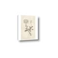 Picture of Flower Sketch III _GroupedProduct_Rectangle_Portrait_Canvas_