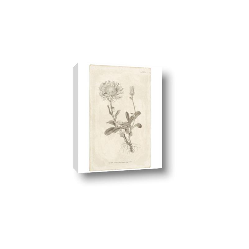 Picture of Flower Sketch III _GroupedProduct_Rectangle_Portrait_Canvas_