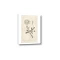 Picture of Flower Sketch III _GroupedProduct_Rectangle_Portrait_Canvas_