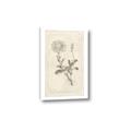 Picture of Flower Sketch III _GroupedProduct_Rectangle_Portrait_Canvas_
