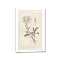 Picture of Flower Sketch III _GroupedProduct_Rectangle_Portrait_Canvas_