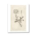 Picture of Flower Sketch III _GroupedProduct_Rectangle_Portrait_Canvas_