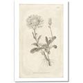 Picture of Flower Sketch III _GroupedProduct_Rectangle_Portrait_Canvas_
