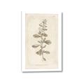 Picture of Flower Sketch IV _GroupedProduct_Rectangle_Portrait_Canvas_