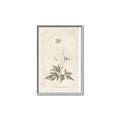 Picture of Flower Sketch I _GroupedProduct_Rectangle_Portrait_Canvas_Framed_