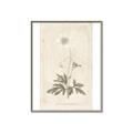 Picture of Flower Sketch I _GroupedProduct_Rectangle_Portrait_Canvas_Framed_