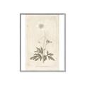 Picture of Flower Sketch I _GroupedProduct_Rectangle_Portrait_Canvas_Framed_