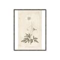 Picture of Flower Sketch I _GroupedProduct_Rectangle_Portrait_Canvas_Framed_