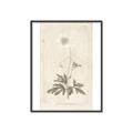 Picture of Flower Sketch I _GroupedProduct_Rectangle_Portrait_Canvas_Framed_
