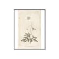 Picture of Flower Sketch I _GroupedProduct_Rectangle_Portrait_Canvas_Framed_