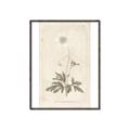 Picture of Flower Sketch I _GroupedProduct_Rectangle_Portrait_Canvas_Framed_