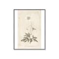 Picture of Flower Sketch I _GroupedProduct_Rectangle_Portrait_Canvas_Framed_