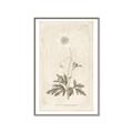 Picture of Flower Sketch I _GroupedProduct_Rectangle_Portrait_Canvas_Framed_