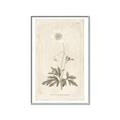 Picture of Flower Sketch I _GroupedProduct_Rectangle_Portrait_Canvas_Framed_