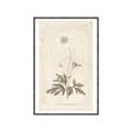 Picture of Flower Sketch I _GroupedProduct_Rectangle_Portrait_Canvas_Framed_