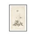 Picture of Flower Sketch I _GroupedProduct_Rectangle_Portrait_Canvas_Framed_
