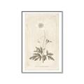 Picture of Flower Sketch I _GroupedProduct_Rectangle_Portrait_Canvas_Framed_