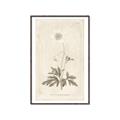 Picture of Flower Sketch I _GroupedProduct_Rectangle_Portrait_Canvas_Framed_