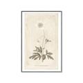 Picture of Flower Sketch I _GroupedProduct_Rectangle_Portrait_Canvas_Framed_
