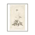 Picture of Flower Sketch I _GroupedProduct_Rectangle_Portrait_Canvas_Framed_