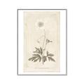 Picture of Flower Sketch I _GroupedProduct_Rectangle_Portrait_Canvas_Framed_