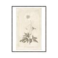 Picture of Flower Sketch I _GroupedProduct_Rectangle_Portrait_Canvas_Framed_