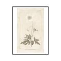Picture of Flower Sketch I _GroupedProduct_Rectangle_Portrait_Canvas_Framed_