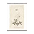 Picture of Flower Sketch I _GroupedProduct_Rectangle_Portrait_Canvas_Framed_