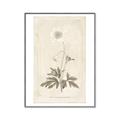 Picture of Flower Sketch I _GroupedProduct_Rectangle_Portrait_Canvas_Framed_