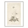 Picture of Flower Sketch I _GroupedProduct_Rectangle_Portrait_Canvas_Framed_