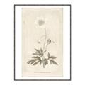 Picture of Flower Sketch I _GroupedProduct_Rectangle_Portrait_Canvas_Framed_