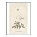 Picture of Flower Sketch I _GroupedProduct_Rectangle_Portrait_Canvas_Framed_