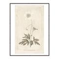 Picture of Flower Sketch I _GroupedProduct_Rectangle_Portrait_Canvas_Framed_