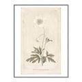 Picture of Flower Sketch I _GroupedProduct_Rectangle_Portrait_Canvas_Framed_