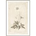 Picture of Flower Sketch I _GroupedProduct_Rectangle_Portrait_Canvas_Framed_