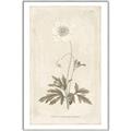 Picture of Flower Sketch I _GroupedProduct_Rectangle_Portrait_Canvas_Framed_